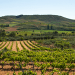 Viña Ijalba Rioja Crianza Blanco - Afbeelding 2