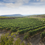 Viña Ijalba Graciano - Afbeelding 3