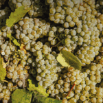 Quinta de Cidrô Gouveio - Afbeelding 2