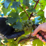 Domaine Jean Monnier Puligny-Montrachet - Afbeelding 3