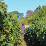 Domaine Jean Monnier Beaune 1er Cru Les Montrevenots Rouge - Afbeelding 3