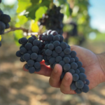 Goretti Perugia Sangiovese Merlot - Afbeelding 2