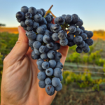 Tenuta Serpaia Atunis - Afbeelding 3