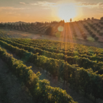 Tenuta Serpaia Fumaterra Sangiovese - Afbeelding 3