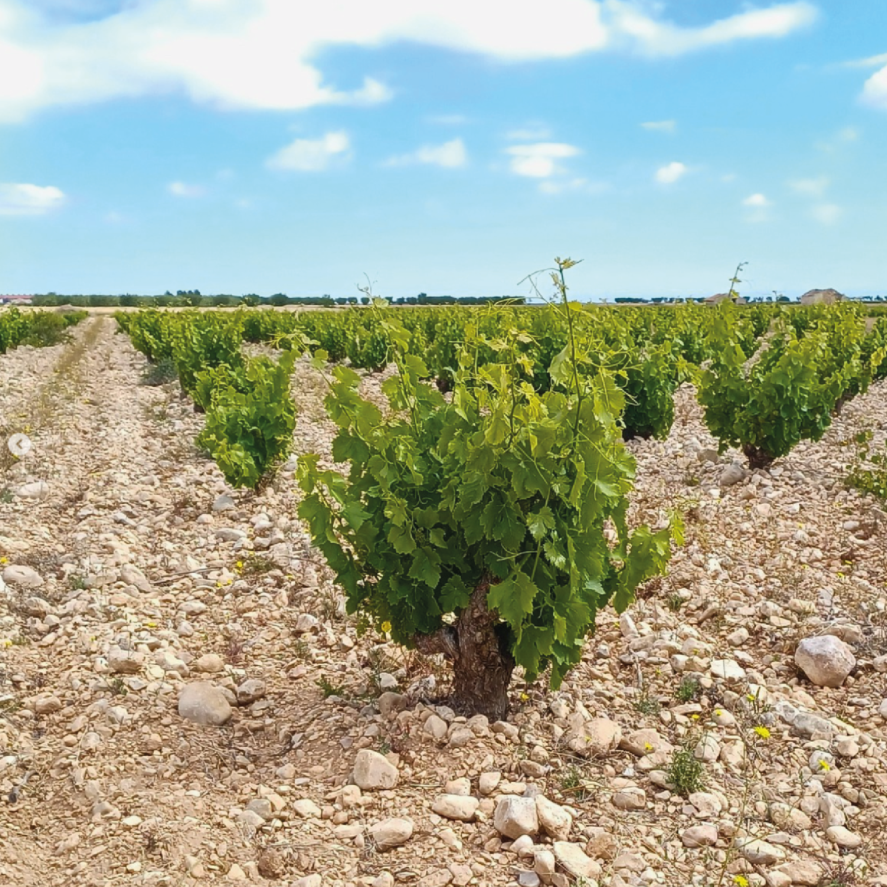 Tempore Independent Garnacha Blanca - Afbeelding 2