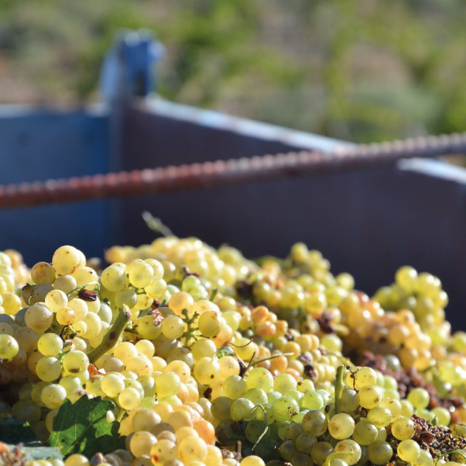 Tempore Independent Garnacha Blanca - Afbeelding 3