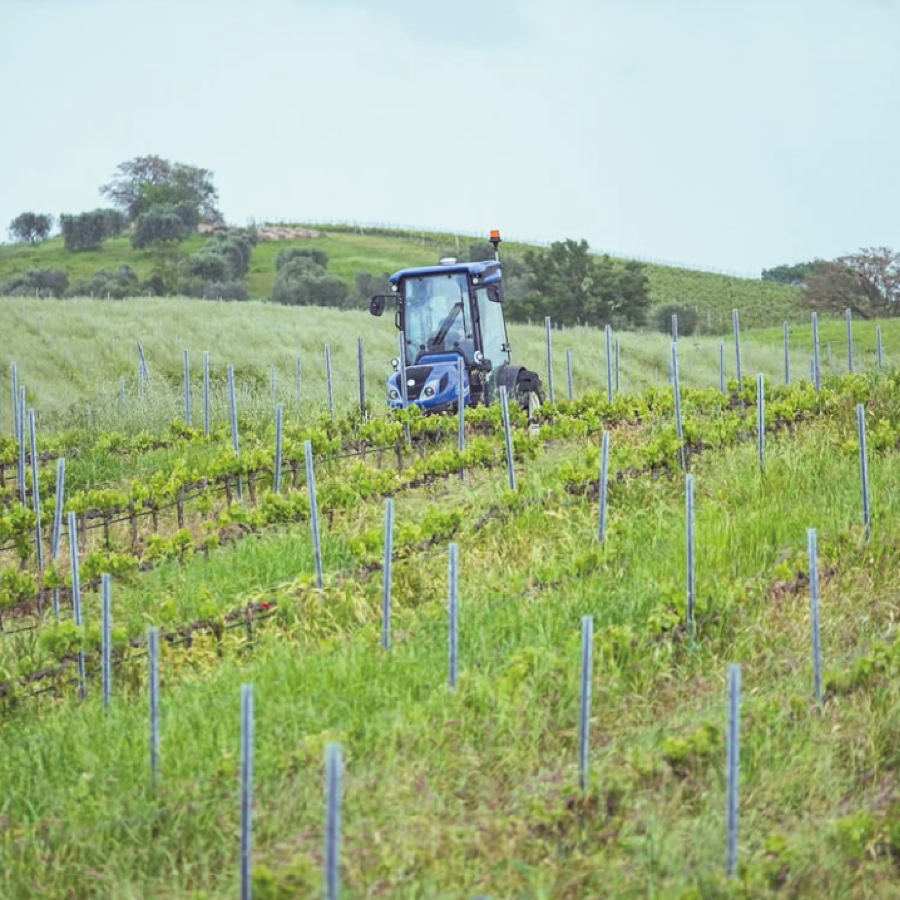 Endrizzi Müller Thurgau - Afbeelding 3