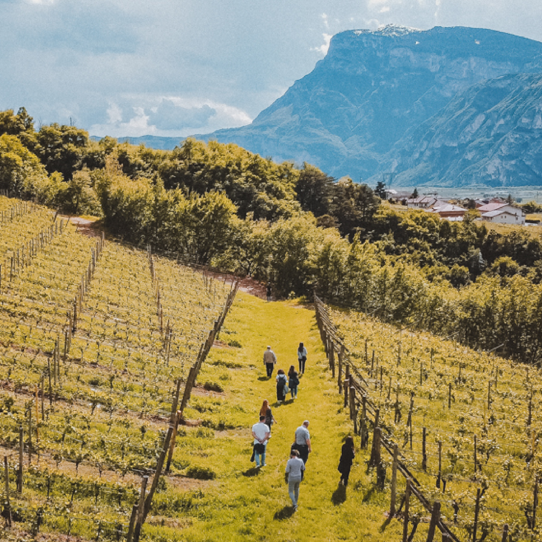 Endrizzi Leoncorno Teroldego Rotaliano - Afbeelding 3