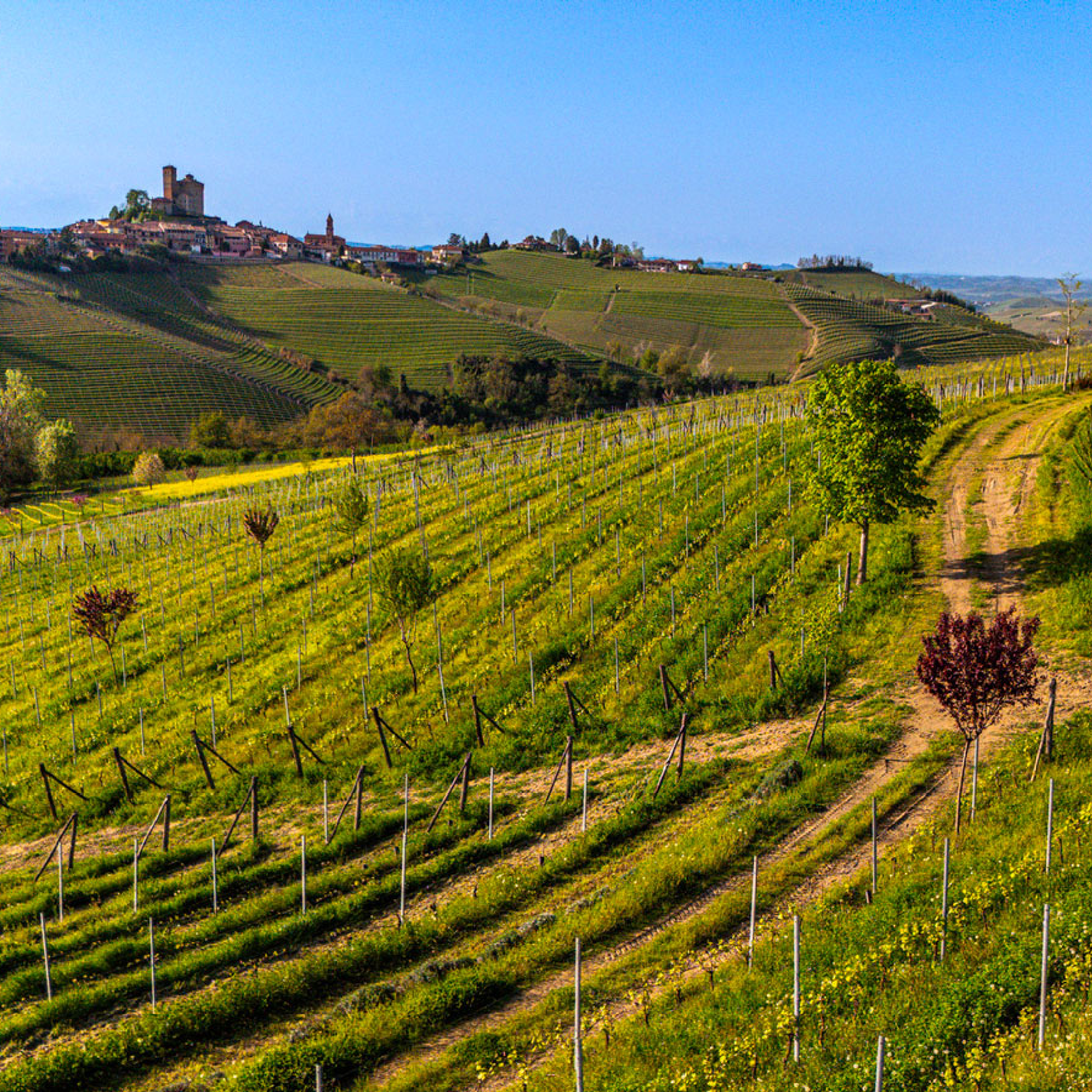 Rivetto Barbaresco 'Nervo' DOCG - Afbeelding 3