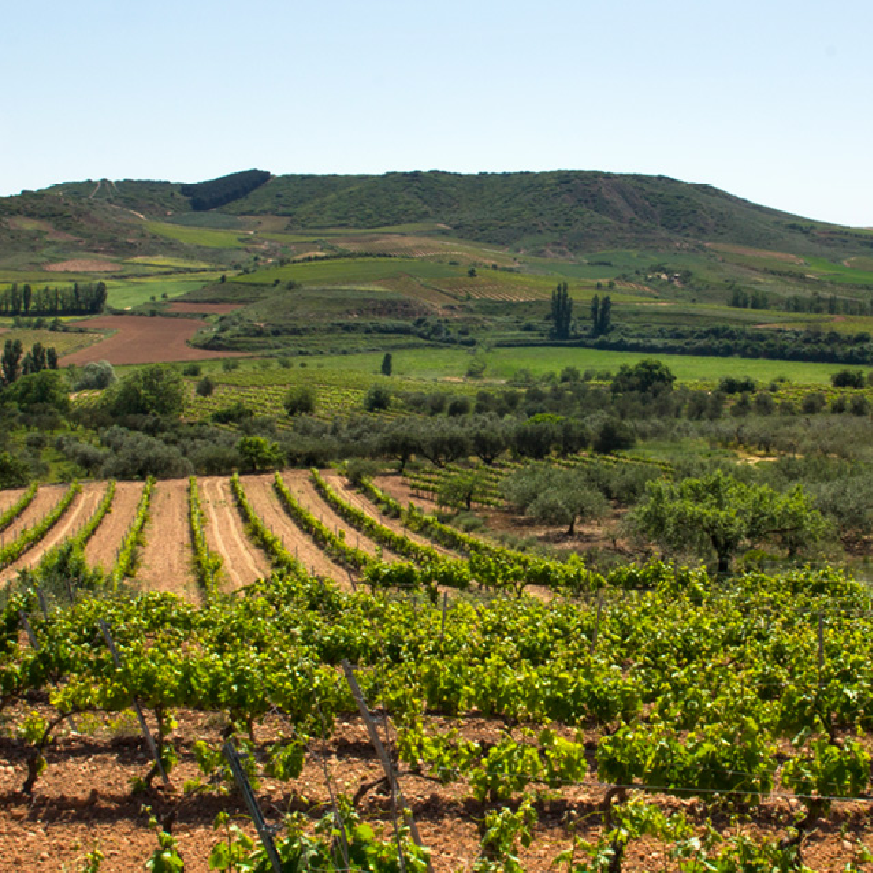 Viña Ijalba Rioja Crianza Blanco - Afbeelding 2